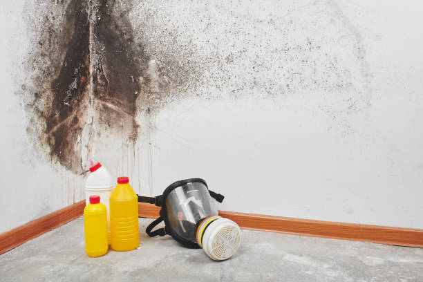 Best Mold Damage Repair  in Richmond, UT