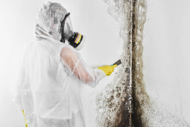 Best Mold Removal Company Near Me  in Richmond, UT