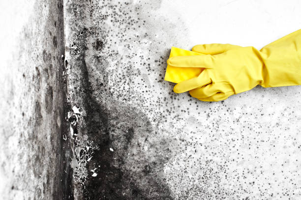Best Toxic Mold Removal  in Richmond, UT