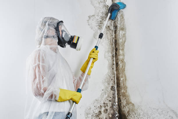 Best Professional Mold Removal  in Richmond, UT