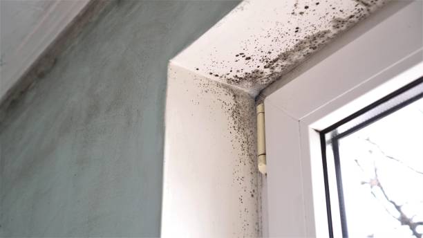 Best Same-Day Mold Removal  in Richmond, UT