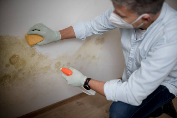 Best Professional Mold Removal  in Richmond, UT