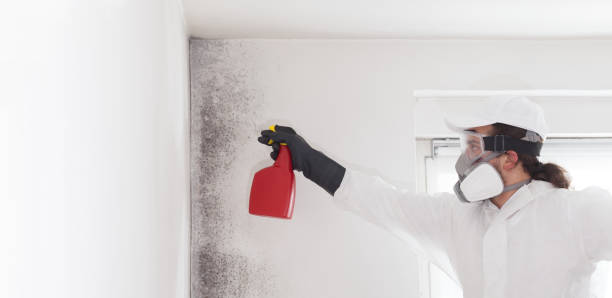Professional Mold Removal in Richmond, UT