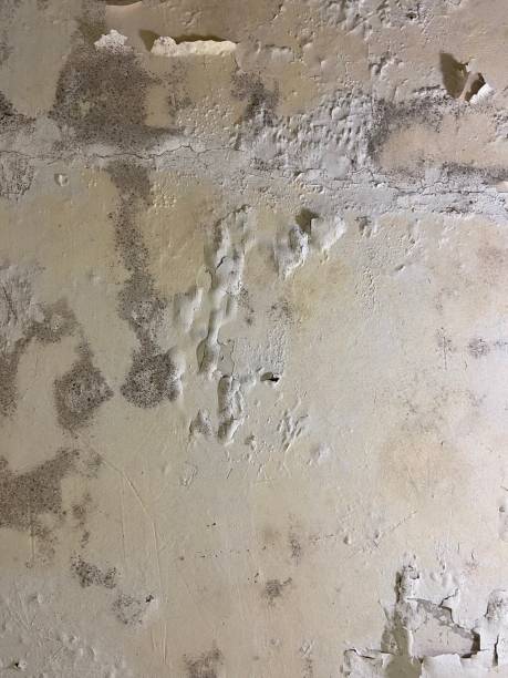 Mold Testing and Removal in Richmond, UT