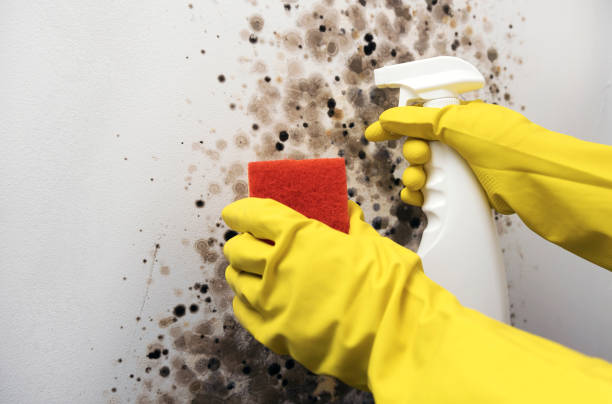 Best Crawl Space Mold Removal  in Richmond, UT