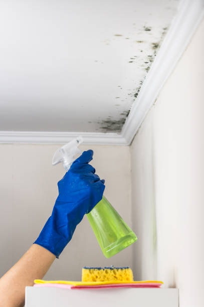 Best Mold Testing and Removal  in Richmond, UT
