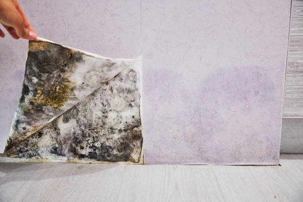  Richmond, UT Mold Removal Pros